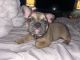 French Bulldog Puppies for sale in Boca Raton, FL 33428, USA. price: $2,800