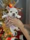 French Bulldog Puppies for sale in Tolleson, AZ, USA. price: $4,000