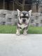 French Bulldog Puppies for sale in Vista, CA, USA. price: $4,500