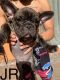 French Bulldog Puppies for sale in Greenacres, FL, USA. price: $2,400