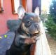 French Bulldog Puppies for sale in Golden Oak, FL 32836, USA. price: NA
