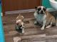 French Bulldog Puppies for sale in Albin, WY 82050, USA. price: $3,000