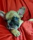 French Bulldog Puppies for sale in Fort Worth, TX, USA. price: $4,000