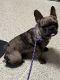 French Bulldog Puppies for sale in Chesapeake, VA, USA. price: $3,500
