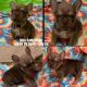 French Bulldog Puppies for sale in Whittier, CA, USA. price: NA