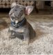 French Bulldog Puppies for sale in CA-14, Mojave, CA, USA. price: $2,500