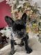 French Bulldog Puppies for sale in Hialeah, FL, USA. price: $1,500