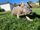 French Bulldog Puppies for sale in San Fernando Valley, CA, USA. price: $7,900