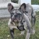 French Bulldog Puppies for sale in Fredericksburg, VA 22401, USA. price: $4,200