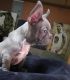 French Bulldog Puppies for sale in Martinez, CA 94553, USA. price: $3,900