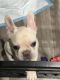 French Bulldog Puppies for sale in Selma, TX 78154, USA. price: NA