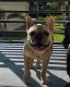 French Bulldog Puppies for sale in Tamarac, FL 33321, USA. price: NA