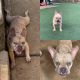 French Bulldog Puppies for sale in Honolulu, HI, USA. price: $700