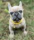 French Bulldog Puppies for sale in Richmond, VA, USA. price: $1,400