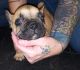 French Bulldog Puppies for sale in Ligonier, IN 46767, USA. price: NA