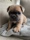 French Bulldog Puppies for sale in Waukee, IA, USA. price: $3,000