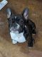 French Bulldog Puppies for sale in Riverbank, CA, USA. price: $2,000
