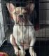 French Bulldog Puppies for sale in Ontario, CA, USA. price: $1,500
