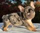 French Bulldog Puppies for sale in Fort Worth, TX, USA. price: $3,500