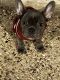 French Bulldog Puppies for sale in Port Arthur, TX, USA. price: $2,800