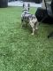 French Bulldog Puppies for sale in Rancho Cucamonga, CA 91730, USA. price: $8,000