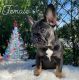 French Bulldog Puppies for sale in Hollywood, FL, USA. price: NA