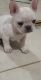French Bulldog Puppies for sale in Adelanto, CA, USA. price: $1,300