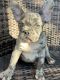 French Bulldog Puppies for sale in Kendall, FL, USA. price: $3,000
