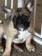 French Bulldog Puppies for sale in Escalon, CA 95320, USA. price: NA