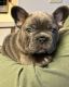 French Bulldog Puppies for sale in DeLand, FL, USA. price: $4,300