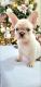 French Bulldog Puppies for sale in Katy, TX 77449, USA. price: $7,000
