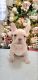 French Bulldog Puppies for sale in Katy, TX 77449, USA. price: $4,000