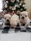 French Bulldog Puppies for sale in Katy, TX 77449, USA. price: $2,000