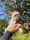French Bulldog Puppies for sale in Chula Vista, CA, USA. price: NA