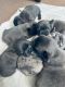 French Bulldog Puppies for sale in Kissimmee, FL, USA. price: $5,000