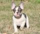 French Bulldog Puppies for sale in Royse City, TX, USA. price: $2,500