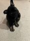 French Bulldog Puppies for sale in Stittsville, Ottawa, ON, Canada. price: NA
