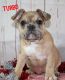 French Bulldog Puppies for sale in Danville, OH 43014, USA. price: $1,800