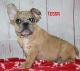 French Bulldog Puppies for sale in Danville, OH 43014, USA. price: NA