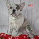 French Bulldog Puppies for sale in Danville, OH 43014, USA. price: $5,800