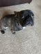 French Bulldog Puppies for sale in Hercules, CA 94547, USA. price: $2,000