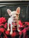 French Bulldog Puppies for sale in Reedley, CA, USA. price: $1,000