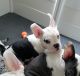 French Bulldog Puppies for sale in Novi, MI, USA. price: $2,200