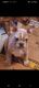 French Bulldog Puppies for sale in Tucson, AZ 85711, USA. price: NA