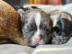 French Bulldog Puppies for sale in Avondale, AZ, USA. price: NA
