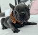 French Bulldog Puppies for sale in N Ohio St, Coffeyville, KS 67337, USA. price: $2,500