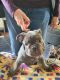 French Bulldog Puppies for sale in 166 Fairway St, Hayward, CA 94544, USA. price: $2,000