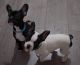 French Bulldog Puppies for sale in Chehalis, WA 98532, USA. price: $1,300