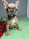 French Bulldog Puppies for sale in Austin, TX, USA. price: $1,800