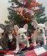 French Bulldog Puppies for sale in Lodi, CA, USA. price: $3,500